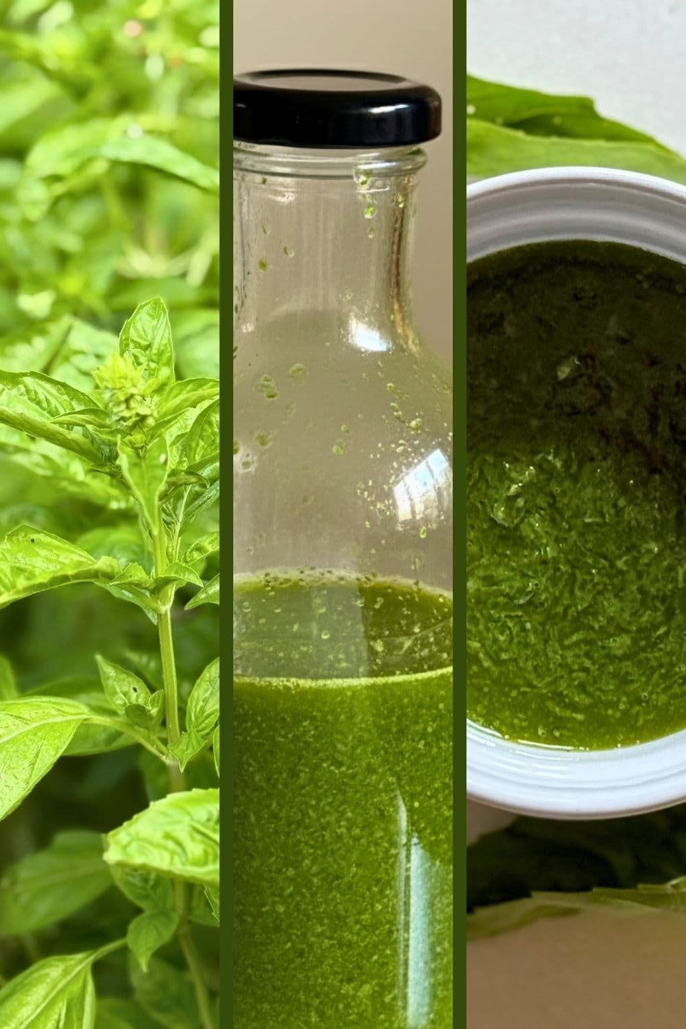 basil vinaigrette from fresh basil